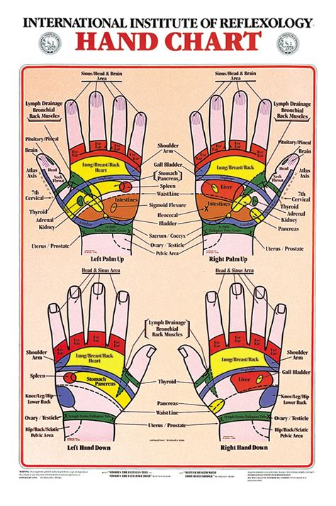 Hand Reflexology Chart - Charts | Hand Chart 17 x 21