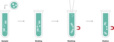 Introduction to Nucleic Acid Extraction with Magnetic Beads-News-Geneture