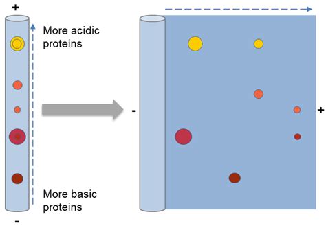 Two dimensional gel electrophoresis (2-DE) - Creative Proteomics Blog