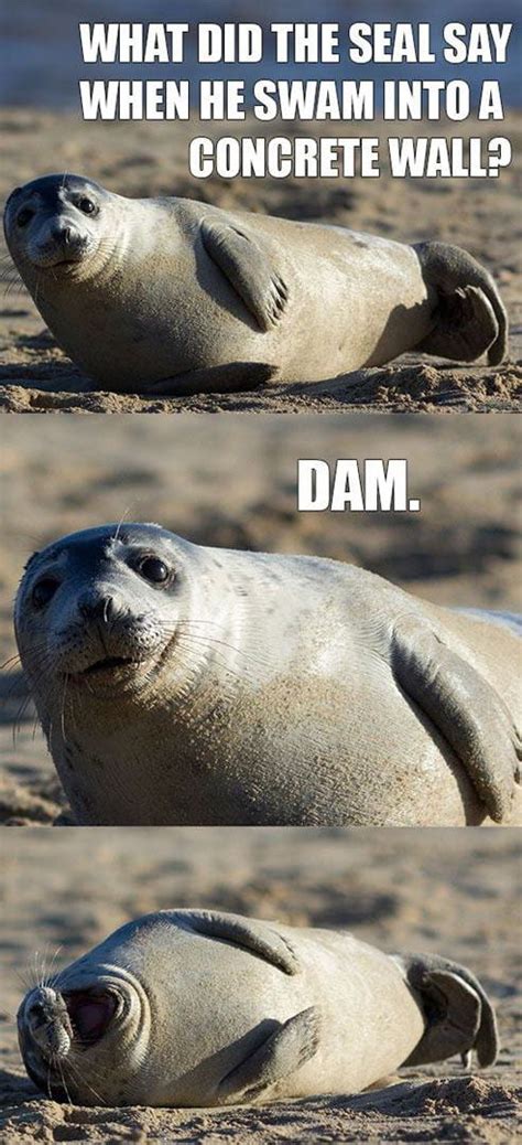 Funny seal - 9GAG