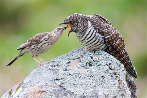 Shanghai Birding 上海观鸟 | Birding news from Earth's largest city.