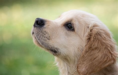 200+ of the Best Golden Retriever Names | Labrottie.com