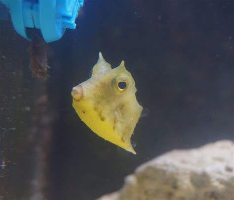 #cowfish on Tumblr