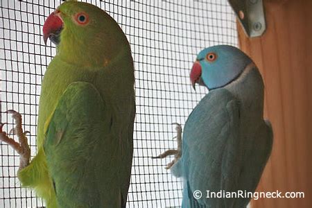 Ringneck Breeding Methods - INDIANRINGNECK.COM