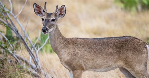 Why Do Female Deer Sometimes Grow Antlers? | MeatEater Conservation News