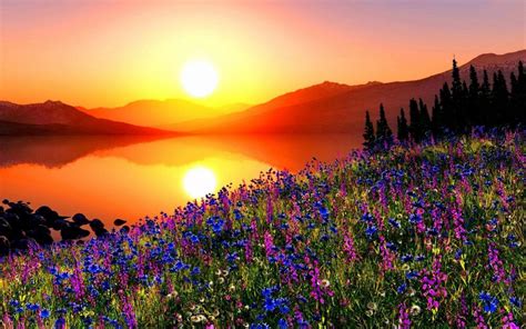 Mountain Flowers Wallpapers - Top Free Mountain Flowers Backgrounds - WallpaperAccess