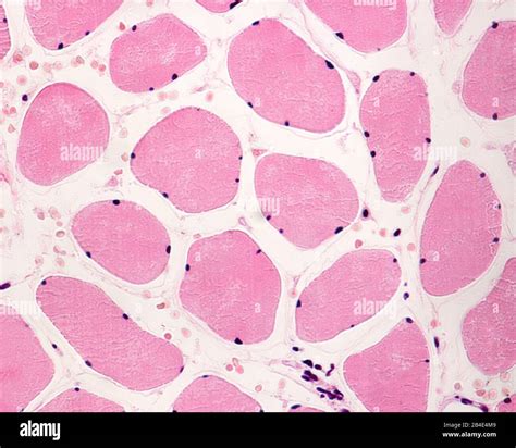 Skeletal muscle cells hi-res stock photography and images - Alamy