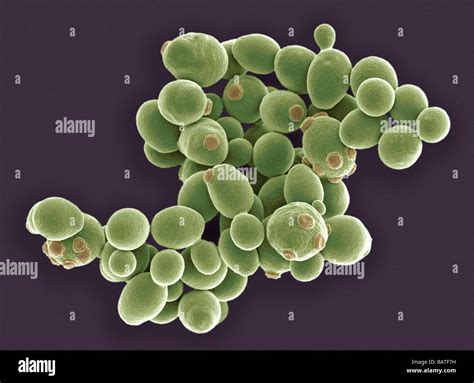 Saccharomyces Cerevisiae Electron Microscope