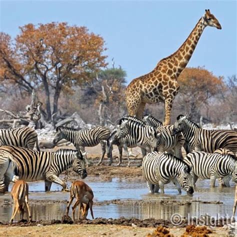 Pin by Liesbeth van Wezel-Dronkers on Namibia | Africa animals, Africa ...