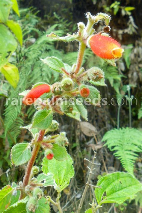 Kohleria tubiflora – Buy seeds at rarepalmseeds.com