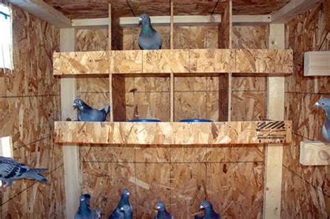 Pigeon Coop Plans Free - WoodWorking Projects & Plans