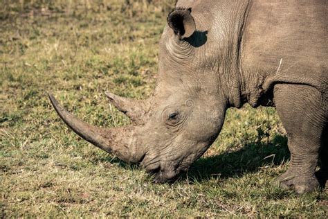 A White Rhino Eating Grass during a Safari in the Hluhluwe - Imfolozi ...