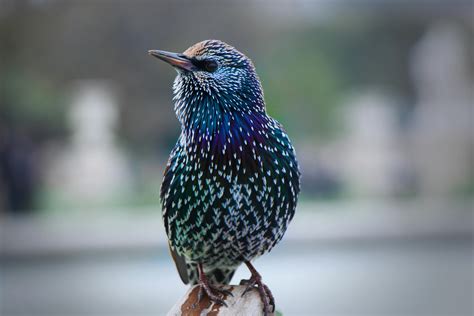 Free stock photo of Colourful Bird, colourful feathers, feathers