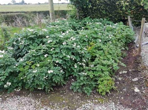 What Do Potato Plants Look Like When Ready For Harvest? – GrowerExperts