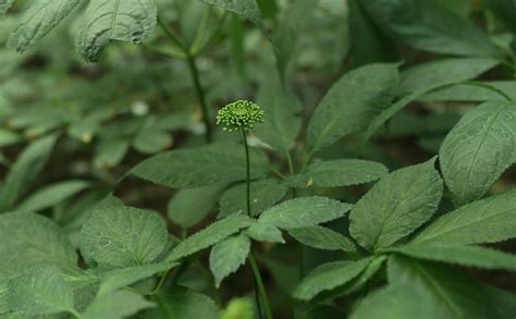 Amazon.com: Plant Gift Panax Notoginseng Flower, Sanchi Ginseng Flower, Loose Leaf Tienchi ...