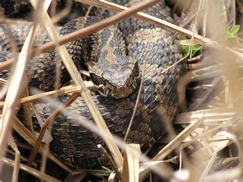 Michigan's only venomous snake now a 'threatened' species - mlive.com