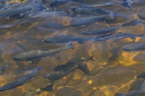 Conservation Groups Sue Trump Administration to Halt Massive Logging in Critical Steelhead ...