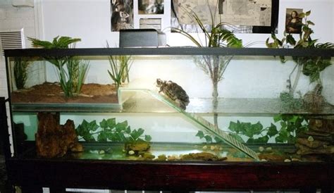 Aquatic Turtle Habitat, Aquatic Turtle Tank, Turtle Aquarium, Aquatic Turtles, Turtle Pond ...