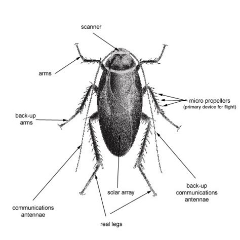 Roach: Roach Anatomy