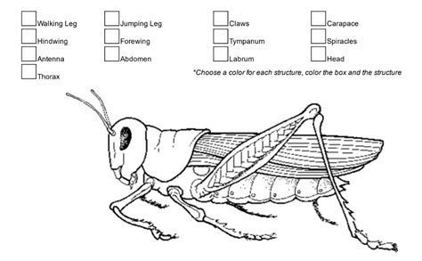 External Anatomy of the Grasshopper - Biology LibreTexts