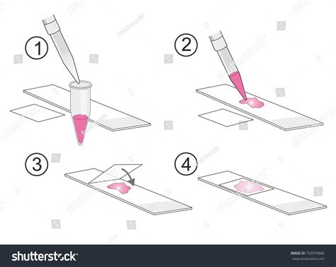 Mounting tissue in microscope slide : plus de 12 illustrations et dessins de stock libres de ...