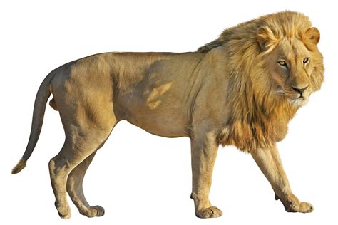 Lion PNG Image - PurePNG | Free transparent CC0 PNG Image Library