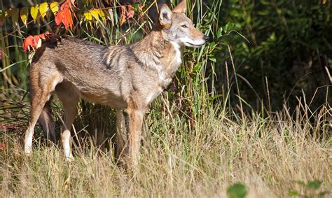 Red Wolf - Endangered Species - Endangered Wonders