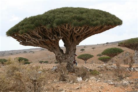 Isola di Socotra Dracaena cinnabari | JuzaPhoto