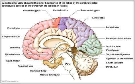 Posterior Commissure Image - Graph Diagram