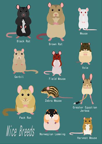 Collection Of Mice Breeds Stock Illustration - Download Image Now - iStock