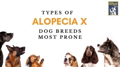 The Types of Alopecia X and Breeds that Experience it | Yeast in dogs, Breeds, Silky terrier