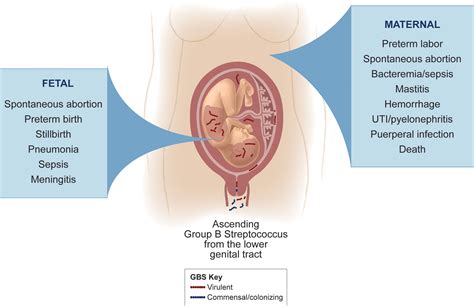 Frontiers | Bacterial and Host Determinants of Group B Streptococcal Vaginal Colonization and ...