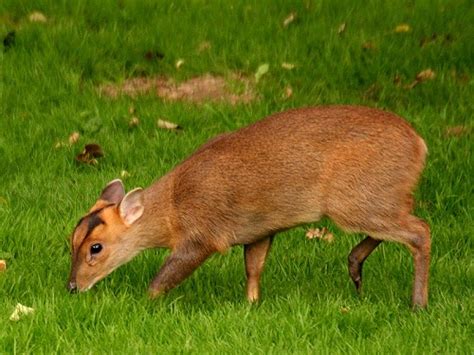 Muntjac deer - Muntiacus reeves