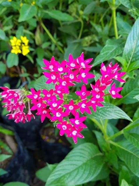 Ixora a great bushy plant to beautify your garden or patio | My desired home