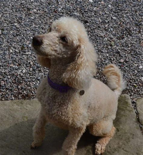 10 year old male Miniature Poodle available for adoption – SHOP WITH THE DURENS