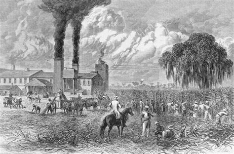 'Coolies' made sugar in 19th century Louisiana - Asia Times