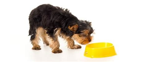 How Much To Feed A Yorkie Puppy | Feeding Chart