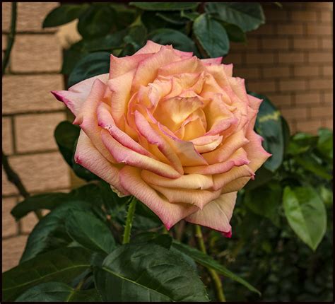 PEACE Rose has bloomed-1= | PEACE Rose has bloomed | Flickr