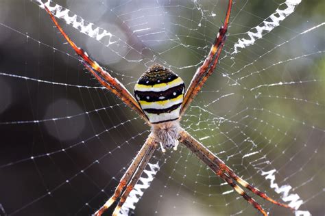 Unspinning the secrets of spider webs - Australian Geographic