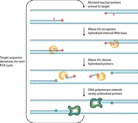 Better PCR genotyping—obtain greater precision with RNase H2 activation ...