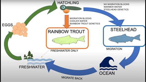 Nutritional Value Of Steelhead Trout Compared To Salmon | Besto Blog