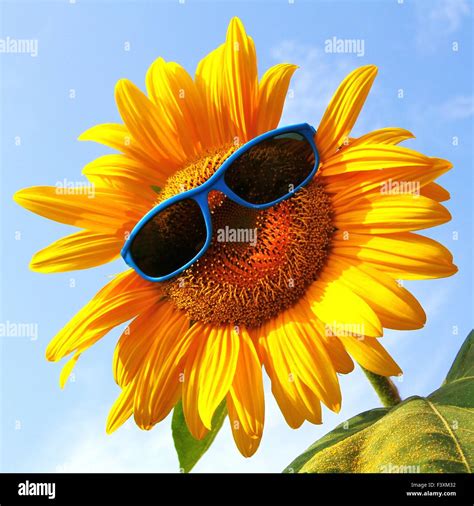 funny sunflower with sunglasses Stock Photo - Alamy