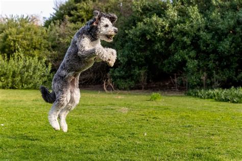 Husky Poodle Mix: Your Ultimate Guide to a Spirited Companion | Perfect ...