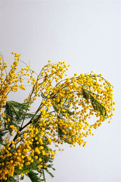 What Is a Mimosa Flower? - Article onThursd