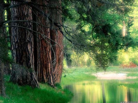 peaceful forest. (With images) | Nature, Nature wallpaper, Natural background