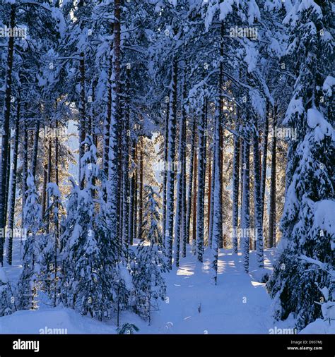 Snow covered coniferous forest Stock Photo - Alamy