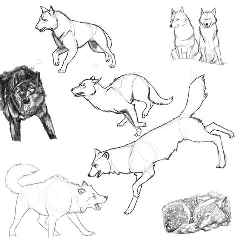 Wolf Poses: Study 1 by FlameFoxe on DeviantArt | Wolf drawing, Wolf ...