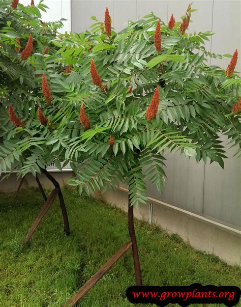 Sumac tree - How to grow & care