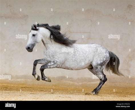 Dapple grey Andalusian stallion running in arena, Northern France, Europe Stock Photo - Alamy