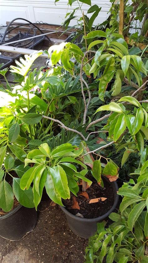 Kaimana Lychee Tropical Fruit Tree 2 Feet Tall Air layered | Etsy